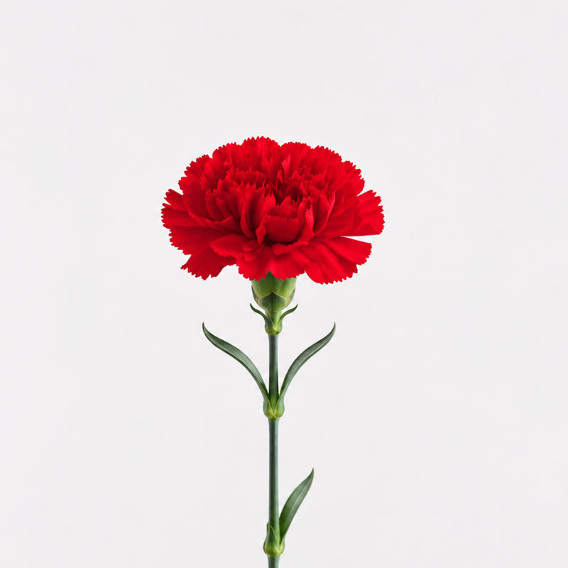 カーネーション（レッド）