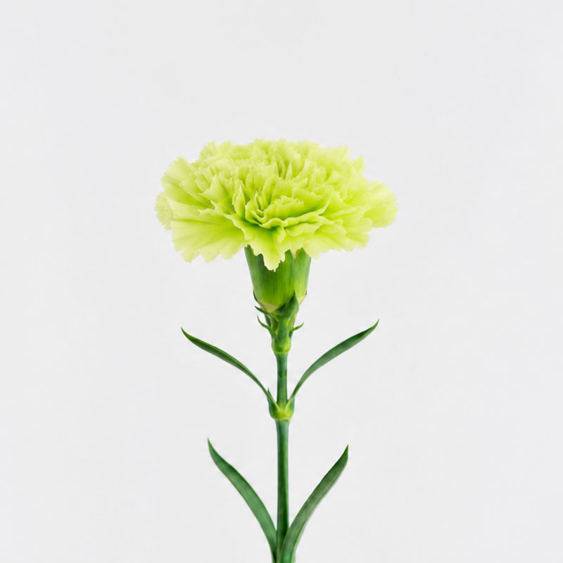 カーネーション（グリーン）