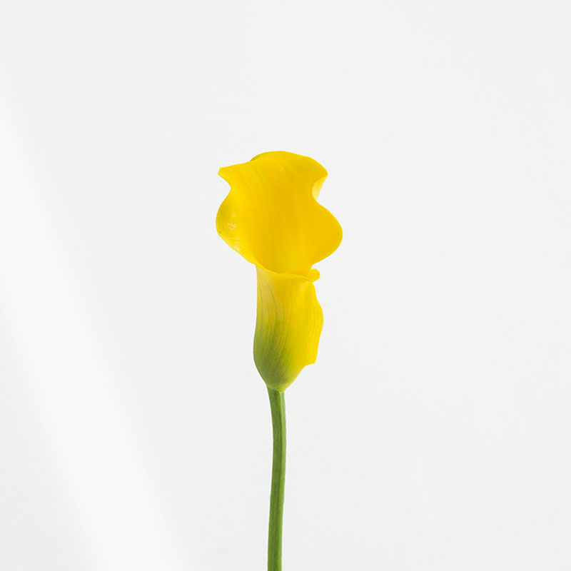 カラー（イエロー）