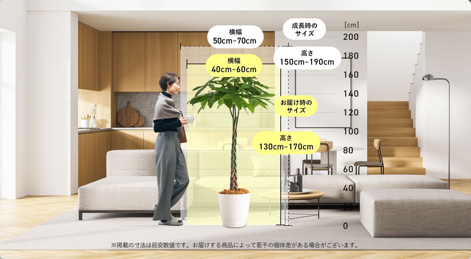 パキラ（サイズXXL）