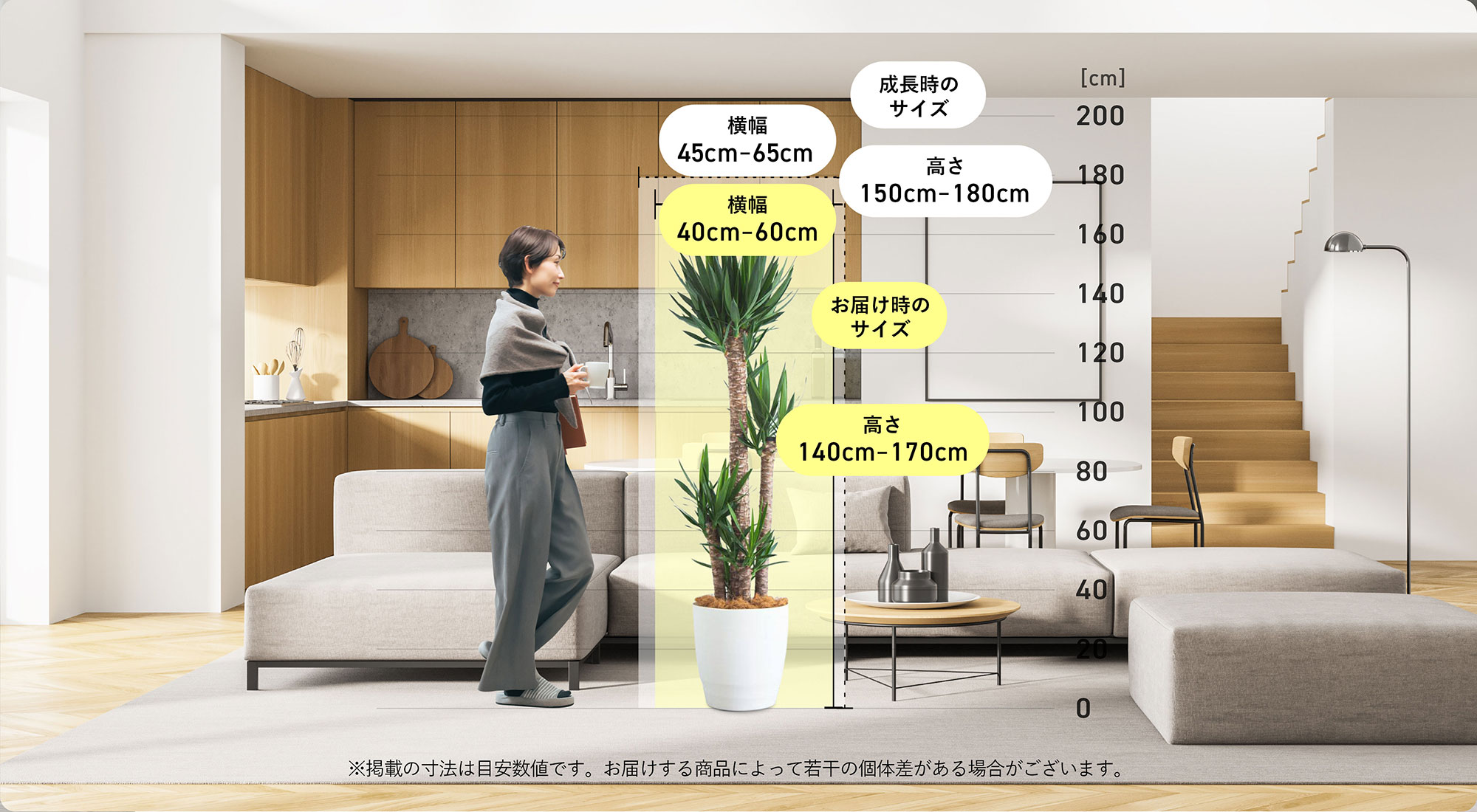 ユッカ（サイズXXL）