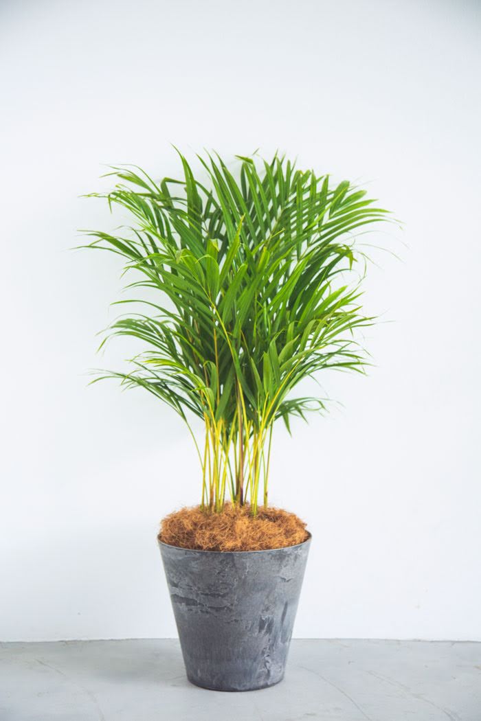 中型観葉植物 公式 Hanaprime 花と植物のギフト通販