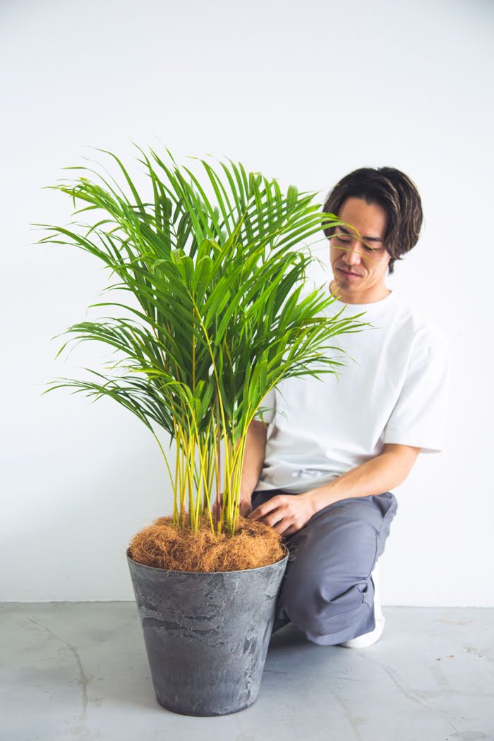 観葉植物 アレカヤシ（8号鉢）