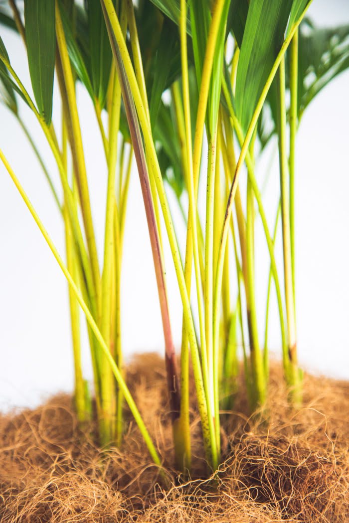 観葉植物 アレカヤシ(8号鉢)|HanaPrime(ハナプライム) 観葉植物 アレカヤシ(8号鉢)|HanaPrime(ハナプライム)