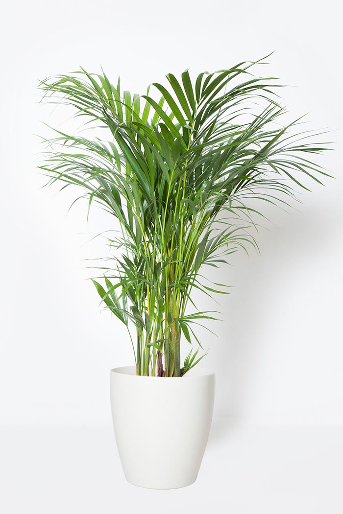 観葉植物 アレカヤシ(8号鉢)