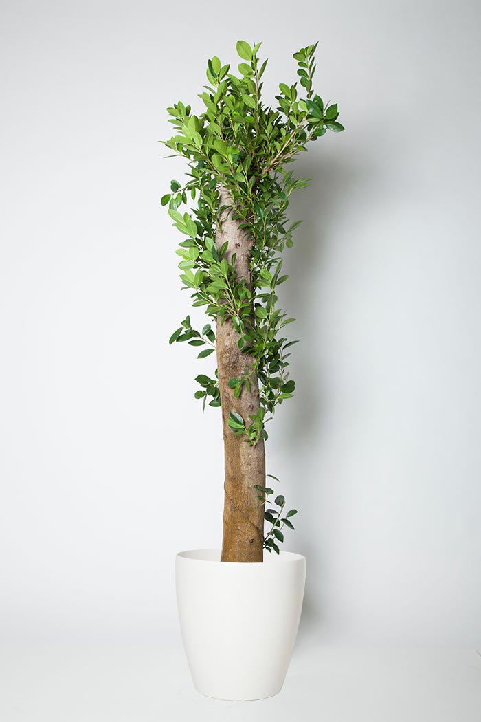 観葉植物 ガジュマル 10号鉢 公式 Hanaprime 花と植物のギフト通販 観葉植物 ガジュマル 10号鉢 公式 Hanaprime 花と植物のギフト通販
