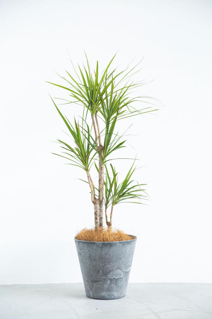 観葉植物 ドラセナ コンシンネ