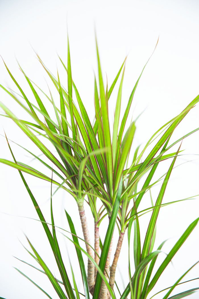 観葉植物 ドラセナ コンシンネ（8号鉢）｜HanaPrime（ハナプライム）