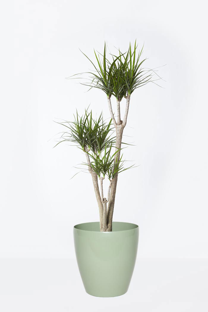 観葉植物 ドラセナ コンシンネ 8号鉢 公式 Hanaprime 花と植物のギフト通販 観葉植物 ドラセナ コンシンネ 8号鉢 公式 Hanaprime 花と植物のギフト通販