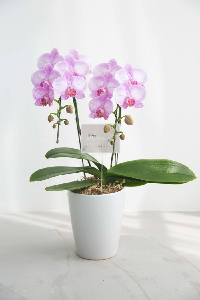 母の日 ギフト 限定 胡蝶蘭 ミディ 胡蝶蘭2本立ち ピンクの写真3枚目