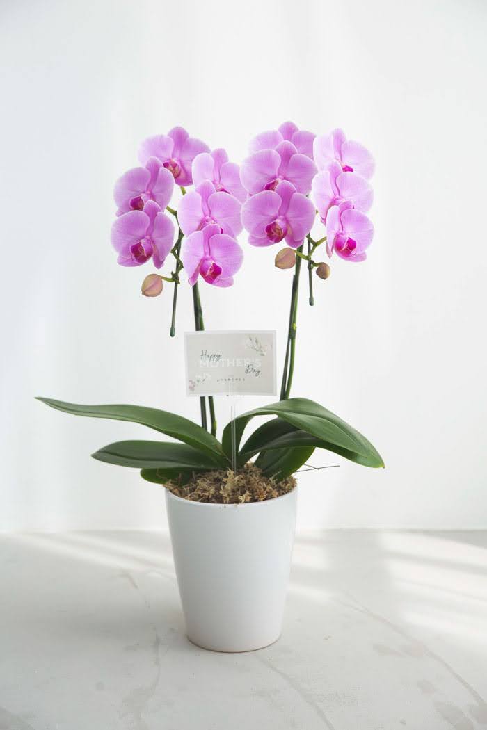 母の日 ギフト 限定 胡蝶蘭 ミディ 胡蝶蘭2本立ち ピンクの写真4枚目