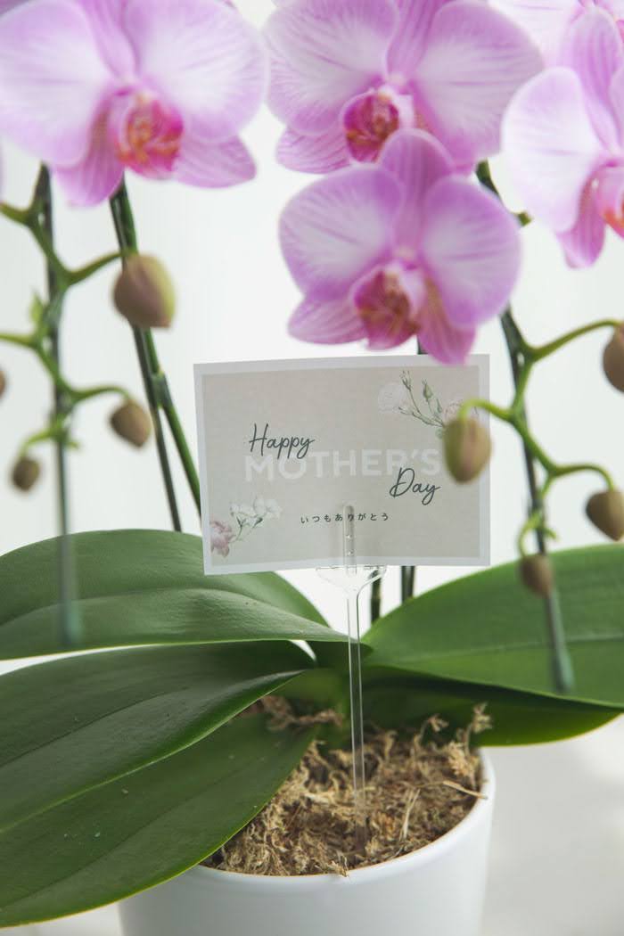 母の日 ギフト 限定 胡蝶蘭 ミディ 胡蝶蘭2本立ち ピンクの写真5枚目