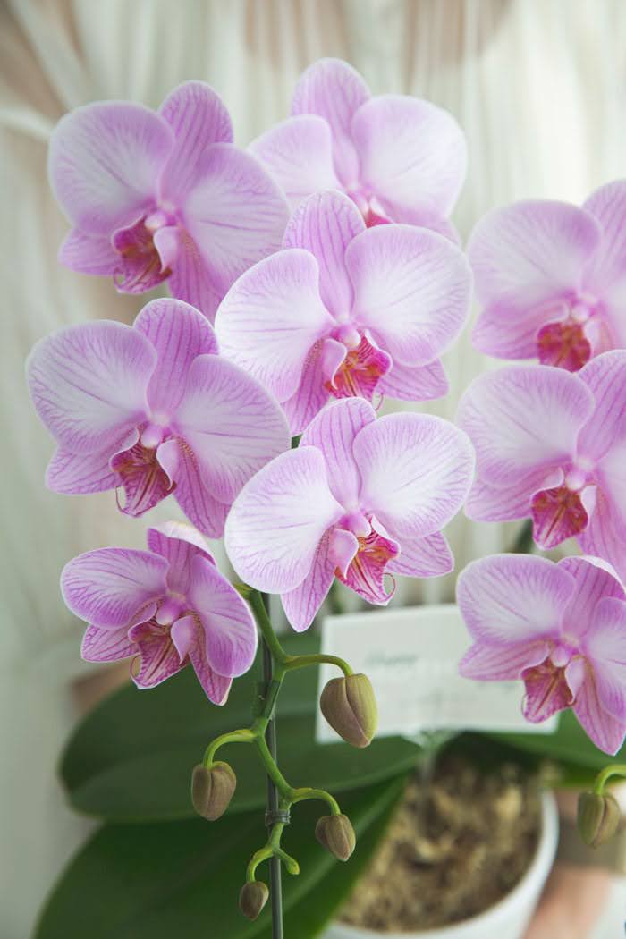 母の日 ギフト 限定 胡蝶蘭 ミディ 胡蝶蘭2本立ち ピンクの写真6枚目