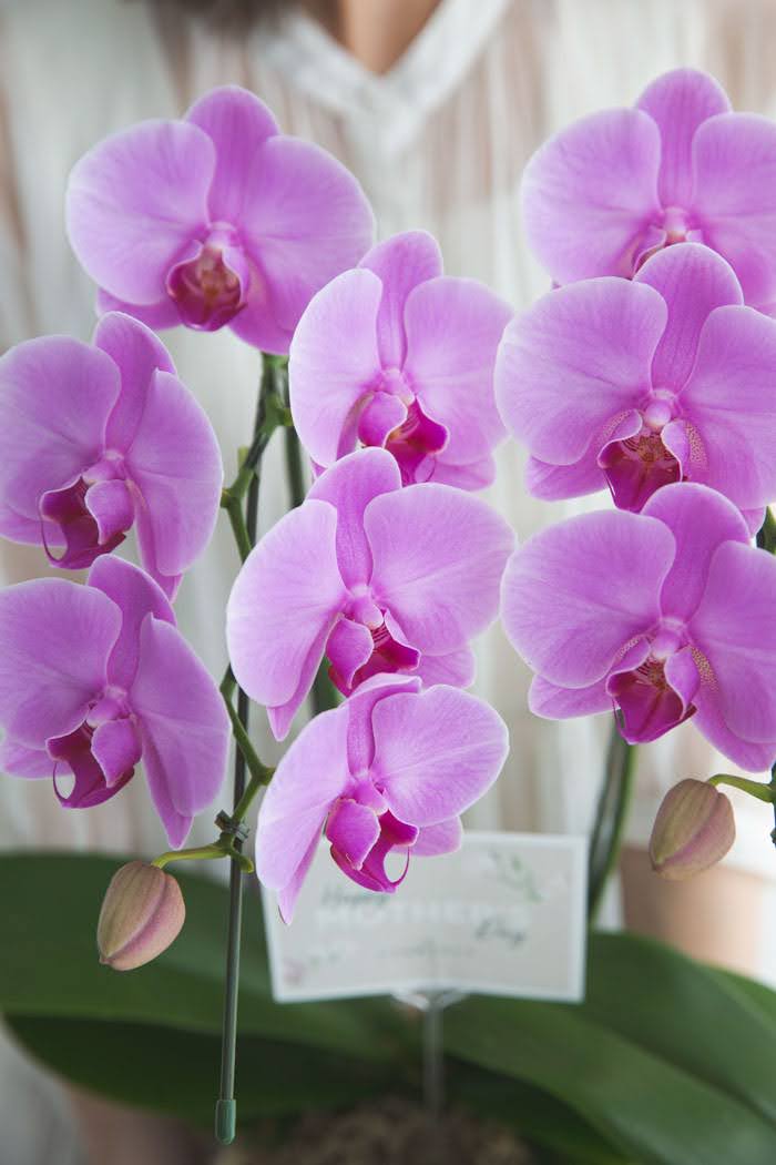 母の日 ギフト 限定 胡蝶蘭 ミディ 胡蝶蘭2本立ち ピンクの写真7枚目