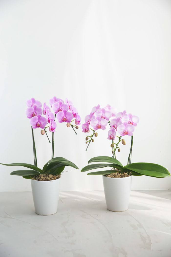 母の日 ギフト 限定 胡蝶蘭 ミディ 胡蝶蘭2本立ち ピンクの写真8枚目