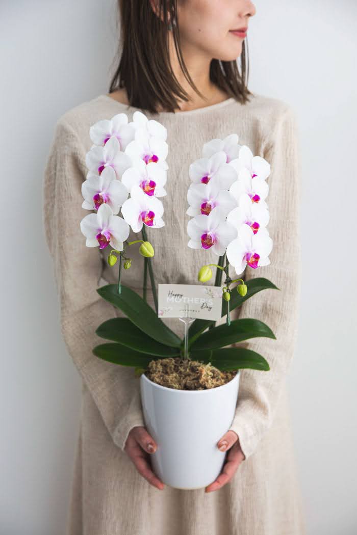 母の日 ギフト 限定 胡蝶蘭 ミディ 胡蝶蘭2本立ち 赤リップ