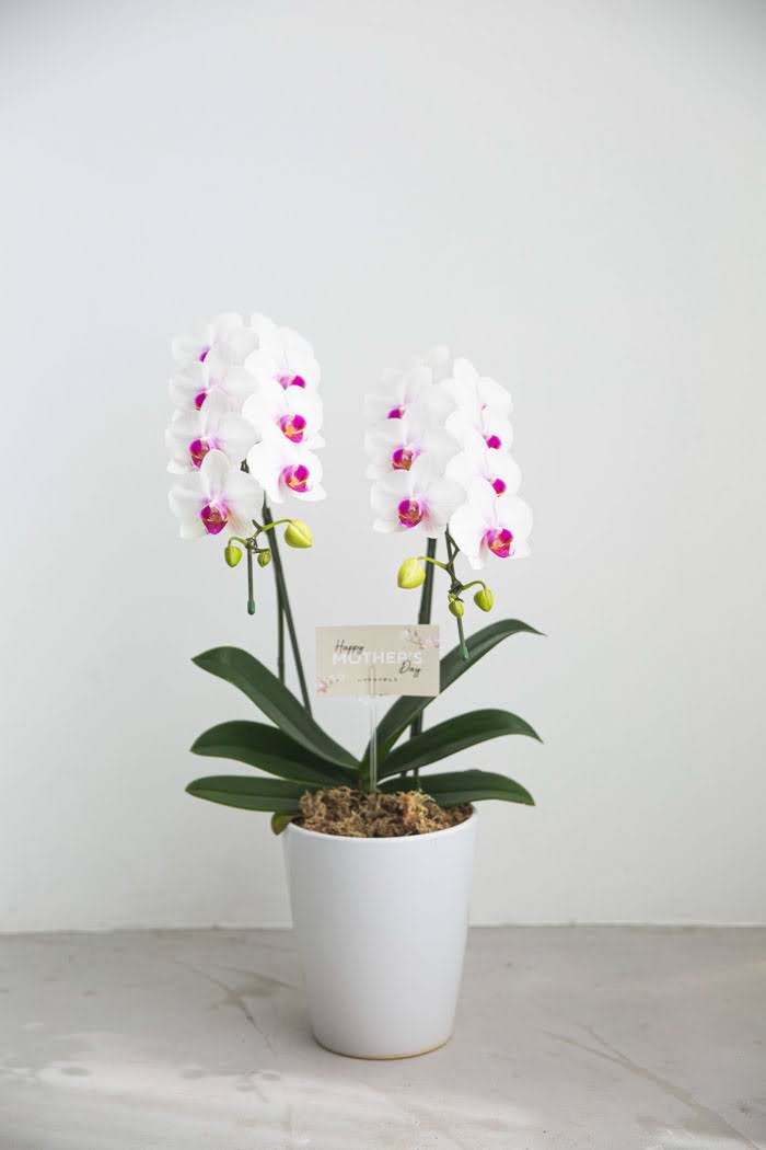 母の日 ギフト 限定 胡蝶蘭 ミディ 胡蝶蘭2本立ち 赤リップ