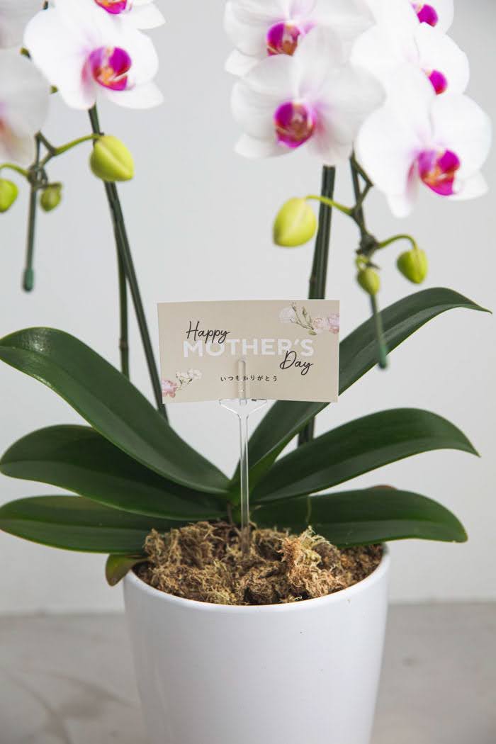 母の日 ギフト 限定 胡蝶蘭 ミディ 胡蝶蘭2本立ち 赤リップの写真3枚目