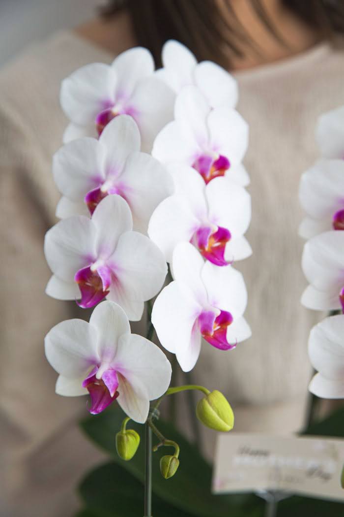 母の日 ギフト 限定 胡蝶蘭 ミディ 胡蝶蘭2本立ち 赤リップの写真4枚目