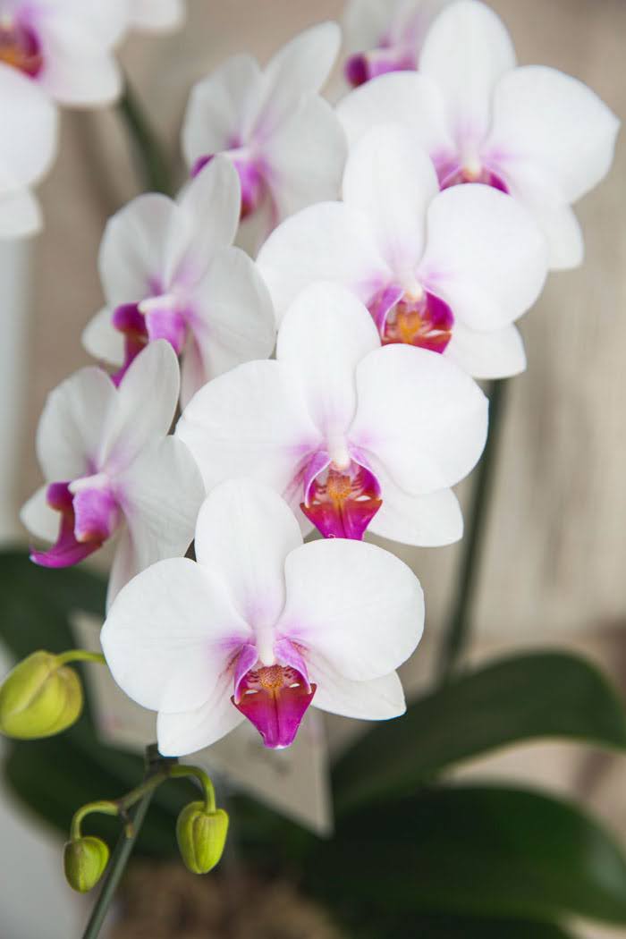 母の日 ギフト 限定 胡蝶蘭 ミディ 胡蝶蘭2本立ち 赤リップの写真5枚目