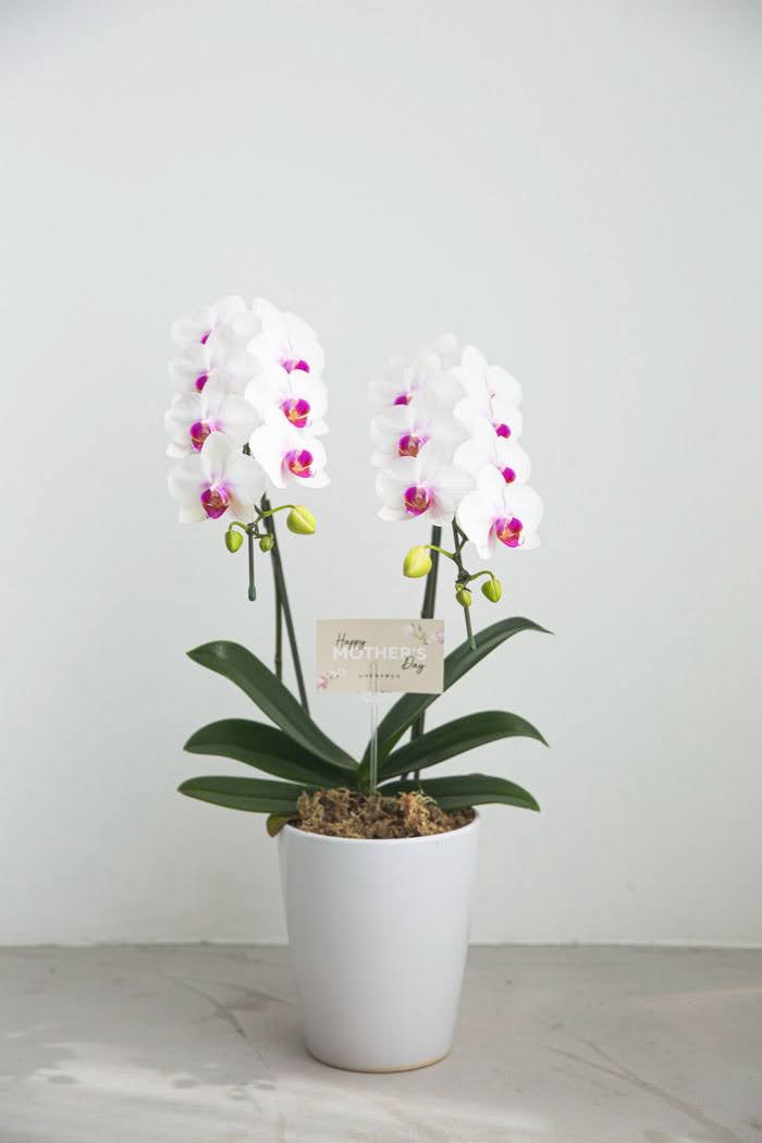母の日 ギフト 限定 胡蝶蘭 ミディ 胡蝶蘭2本立ち 赤リップの写真6枚目