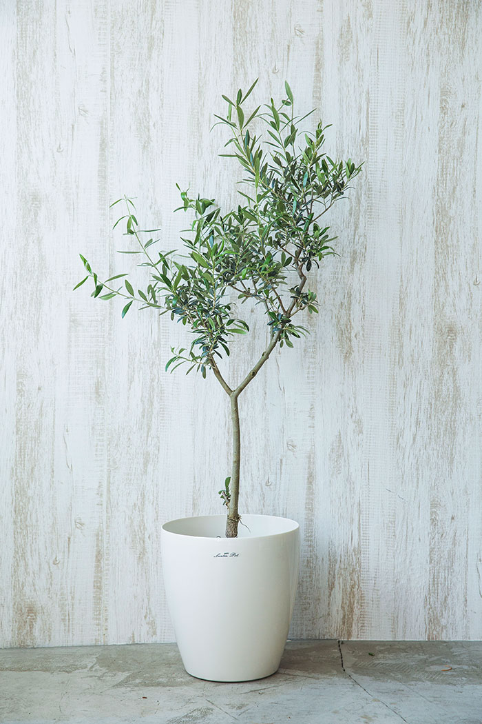 観葉植物 オリーブの木 7号鉢 公式 Hanaprime 花と植物のギフト通販