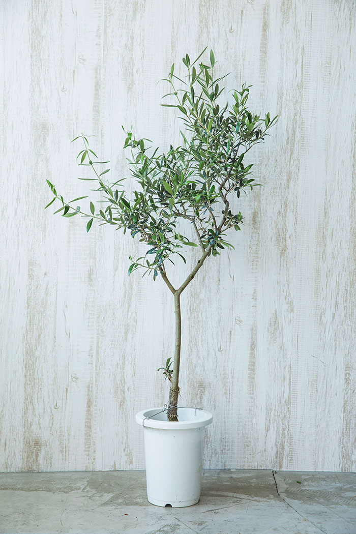 観葉植物 オリーブの木 7号鉢 公式 Hanaprime 花と植物のギフト通販
