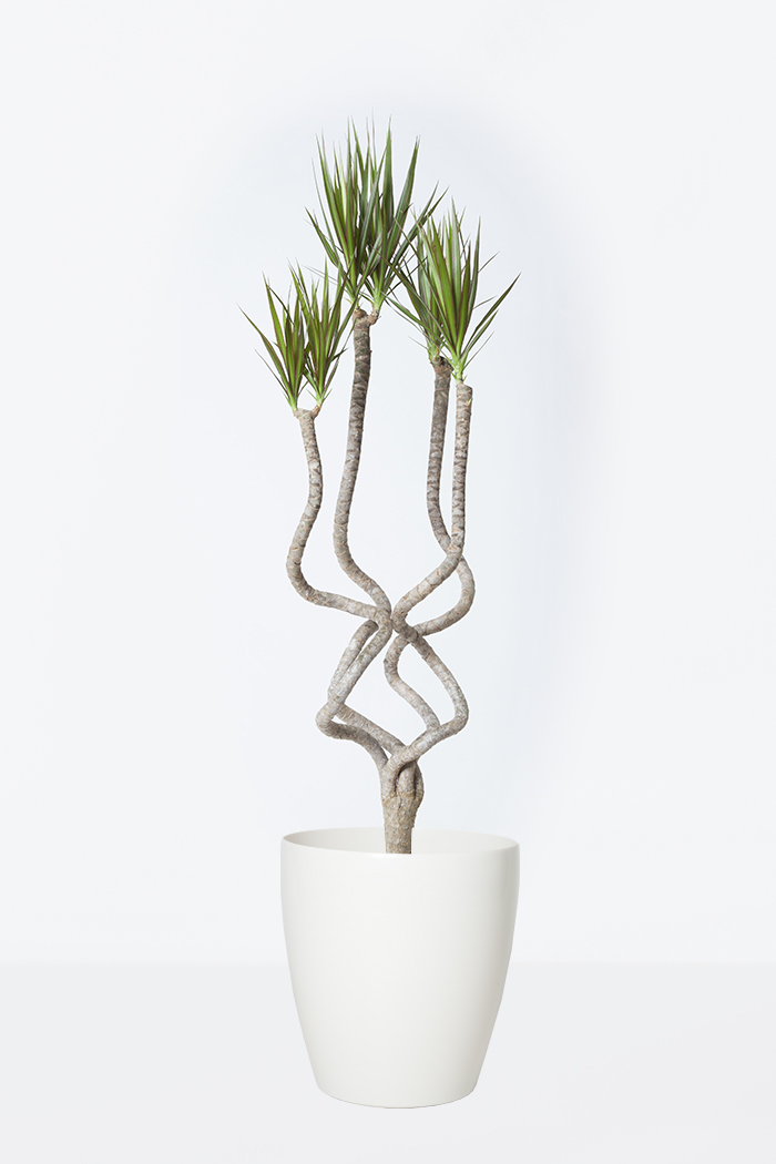 観葉植物 ドラセナ コンシンネ 龍 8号鉢 公式 Hanaprime 花と植物のギフト通販 観葉植物 ドラセナ コンシンネ 龍 8号鉢 公式 Hanaprime 花と植物のギフト通販