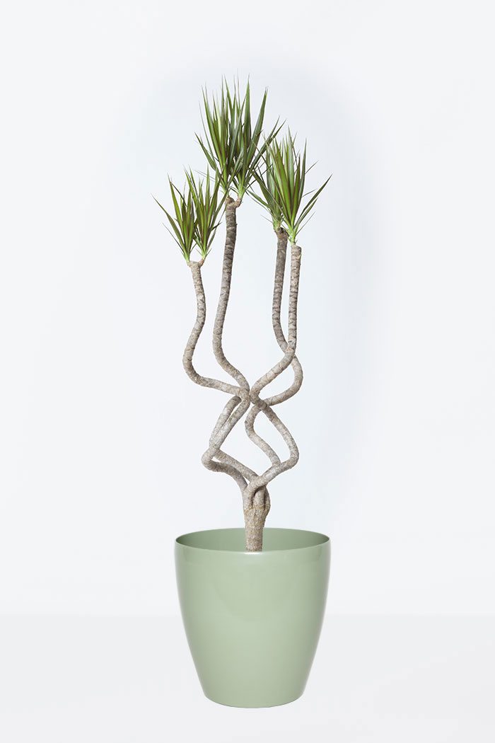 観葉植物 ドラセナ コンシンネ 龍 8号鉢 公式 Hanaprime 花と植物のギフト通販 観葉植物 ドラセナ コンシンネ 龍 8号鉢 公式 Hanaprime 花と植物のギフト通販