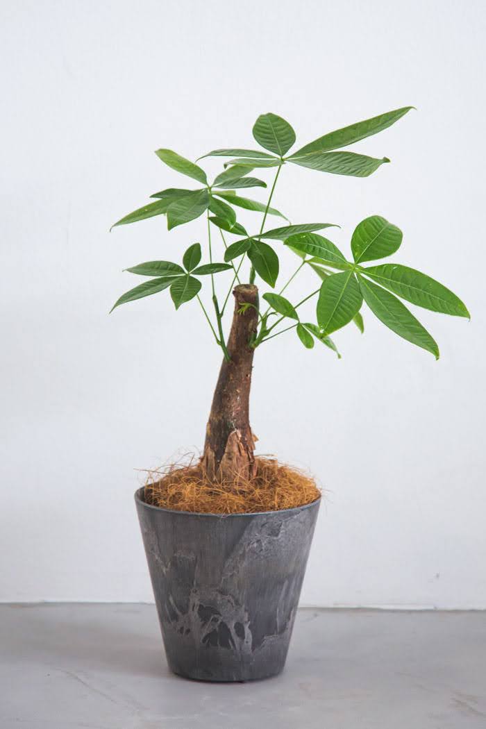 観葉植物 パキラ Sサイズ