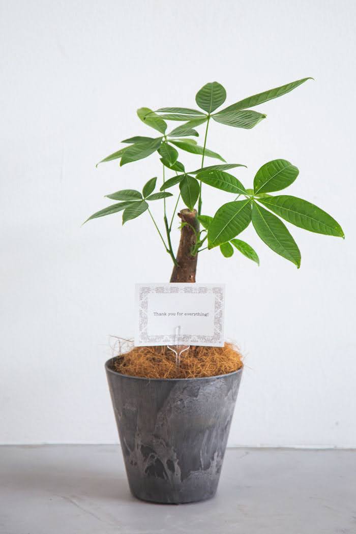 観葉植物 パキラ Sサイズ（4号・5号）