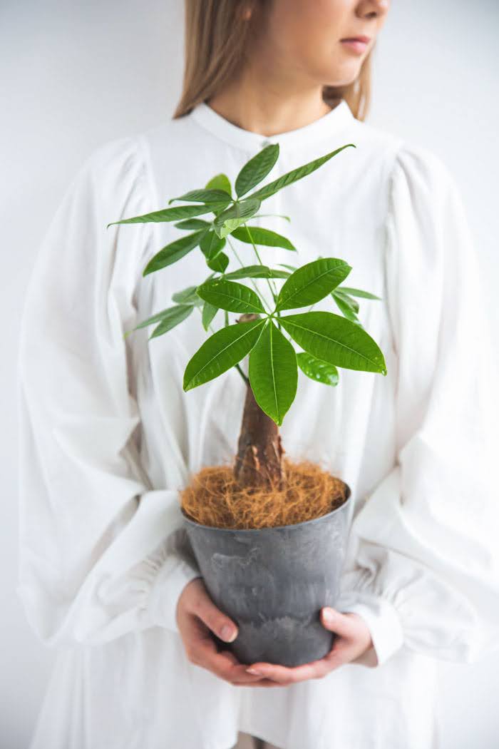 観葉植物 パキラ Sサイズ（4号・5号）｜HanaPrime（ハナプライム）