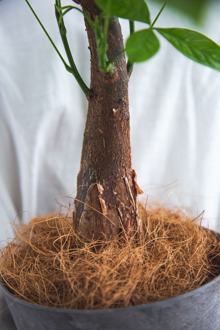 観葉植物 パキラ Sサイズ（4号・5号）の写真5枚目