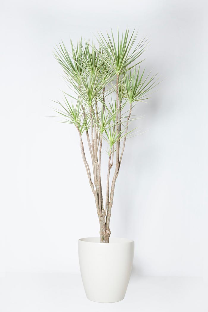 観葉植物 ドラセナ コンシンネホワイボリー（10号鉢）の写真1枚目