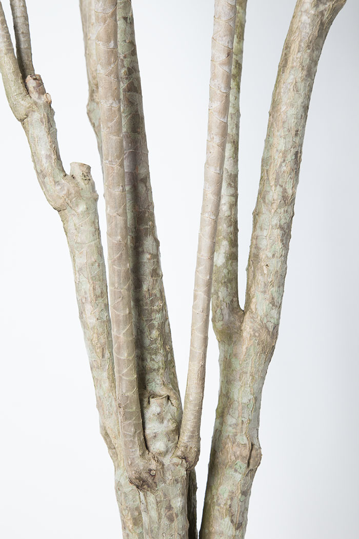 観葉植物 ドラセナ コンシンネホワイボリー（10号鉢）の写真3枚目