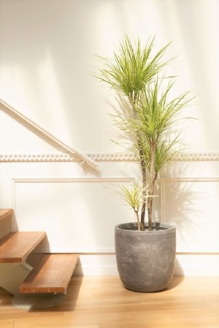 観葉植物 ドラセナ コンシンネホワイボリー（10号鉢）