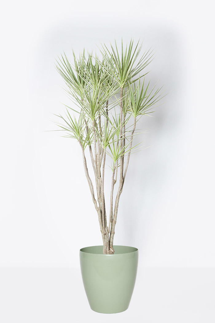 観葉植物 ドラセナ コンシンネホワイボリー 10号鉢 公式 Hanaprime 花と植物のギフト通販