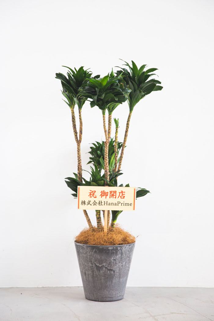 観葉植物 ドラセナ コンパクター（8号鉢）の写真2枚目