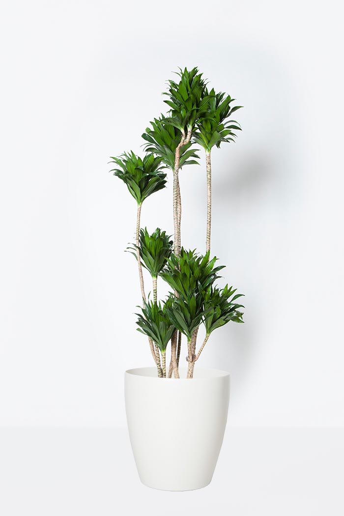 観葉植物 ドラセナ コンパクター 8号鉢 公式 Hanaprime 花と植物のギフト通販