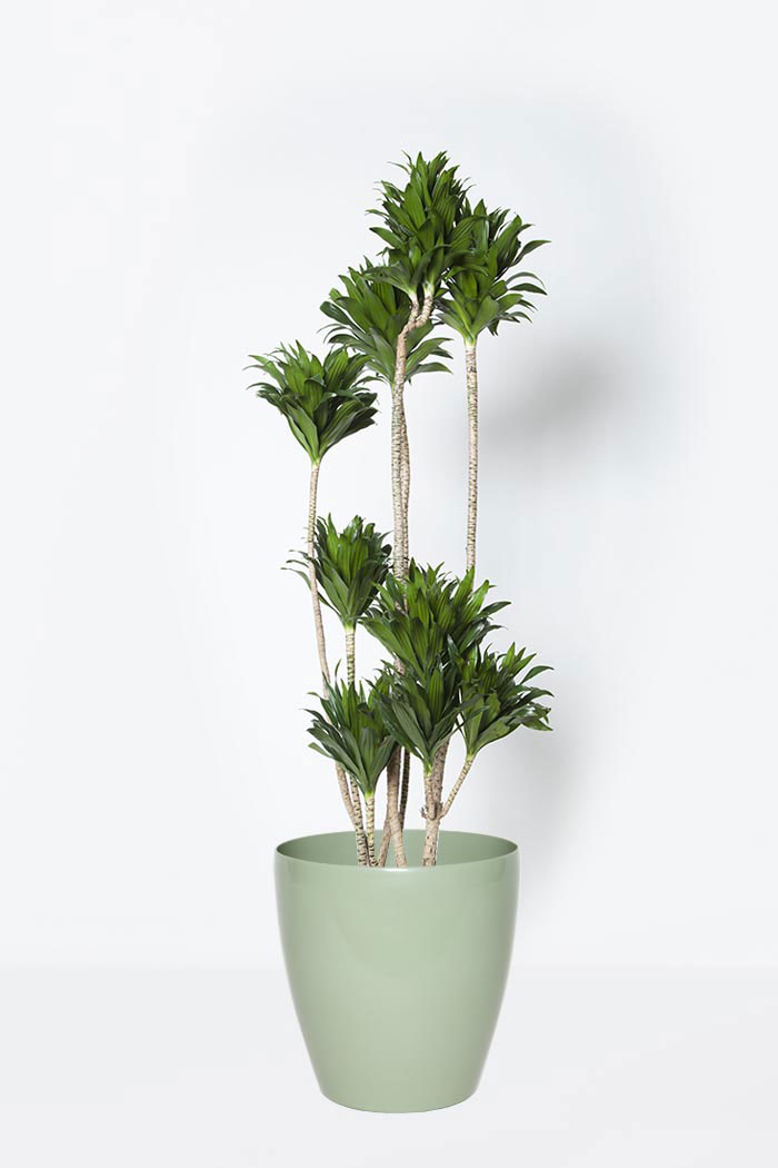 観葉植物 ドラセナ コンパクター 8号鉢 公式 Hanaprime 花と植物のギフト通販 観葉植物 ドラセナ コンパクター 8号鉢 公式 Hanaprime 花と植物のギフト通販