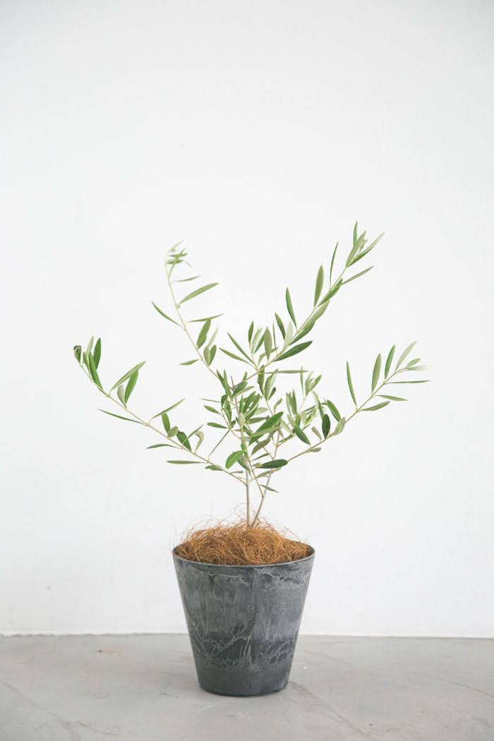 観葉植物　オリーブの木（4号鉢）の写真1枚目