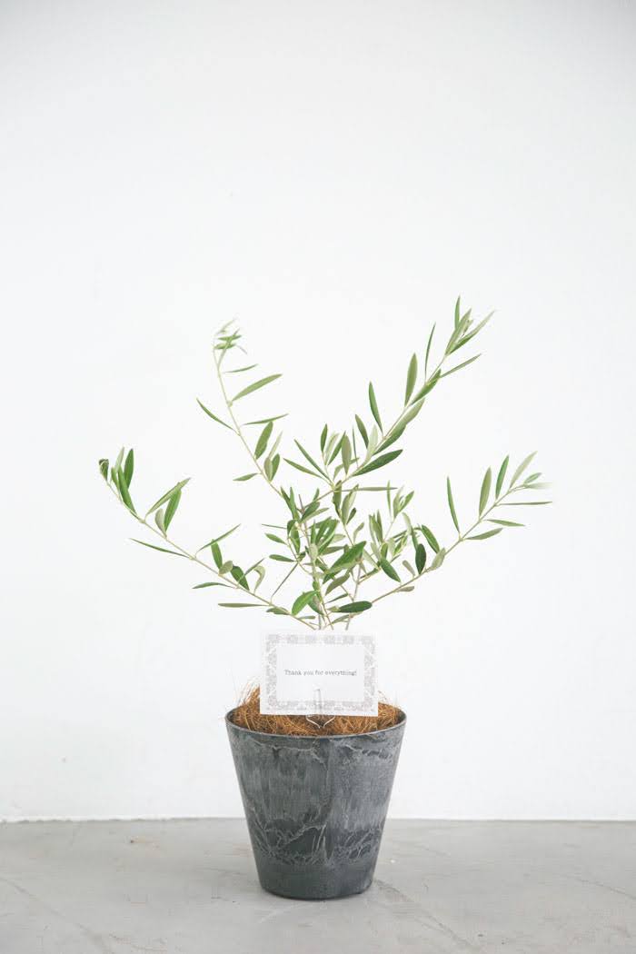 観葉植物 オリーブの木 4号鉢 公式 Hanaprime 花と植物のギフト通販