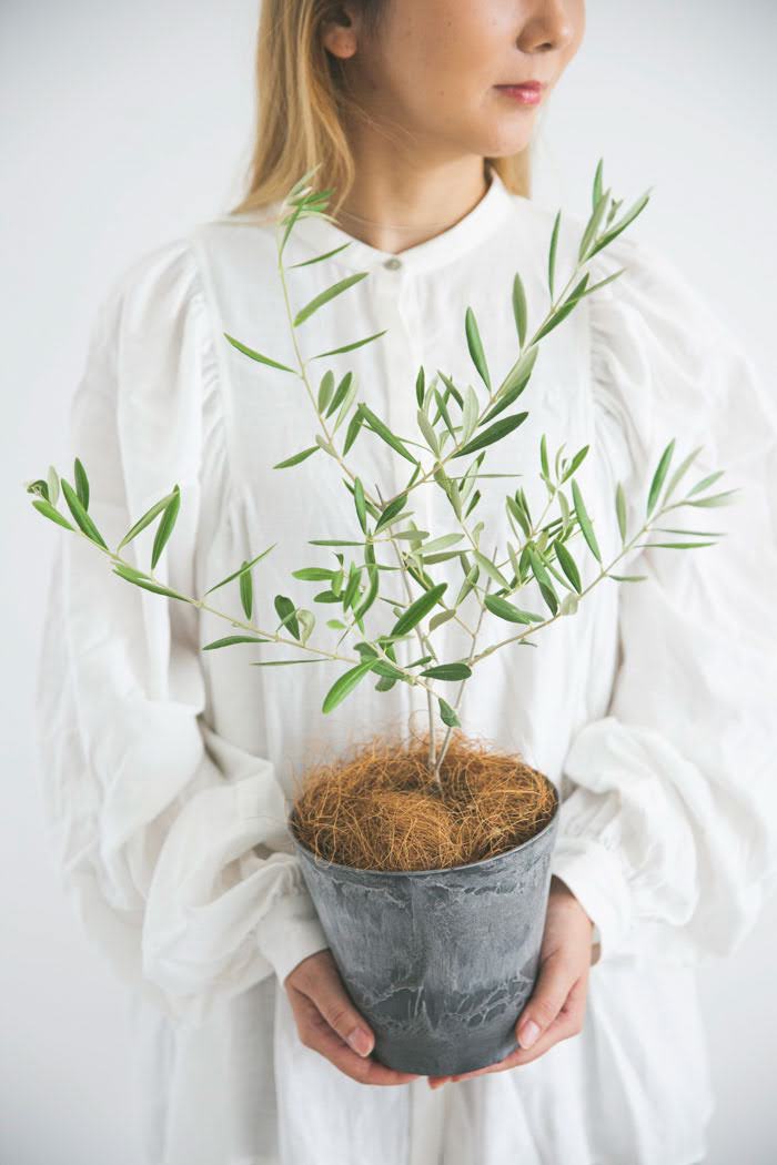 観葉植物 オリーブの木（4号鉢）の写真3枚目