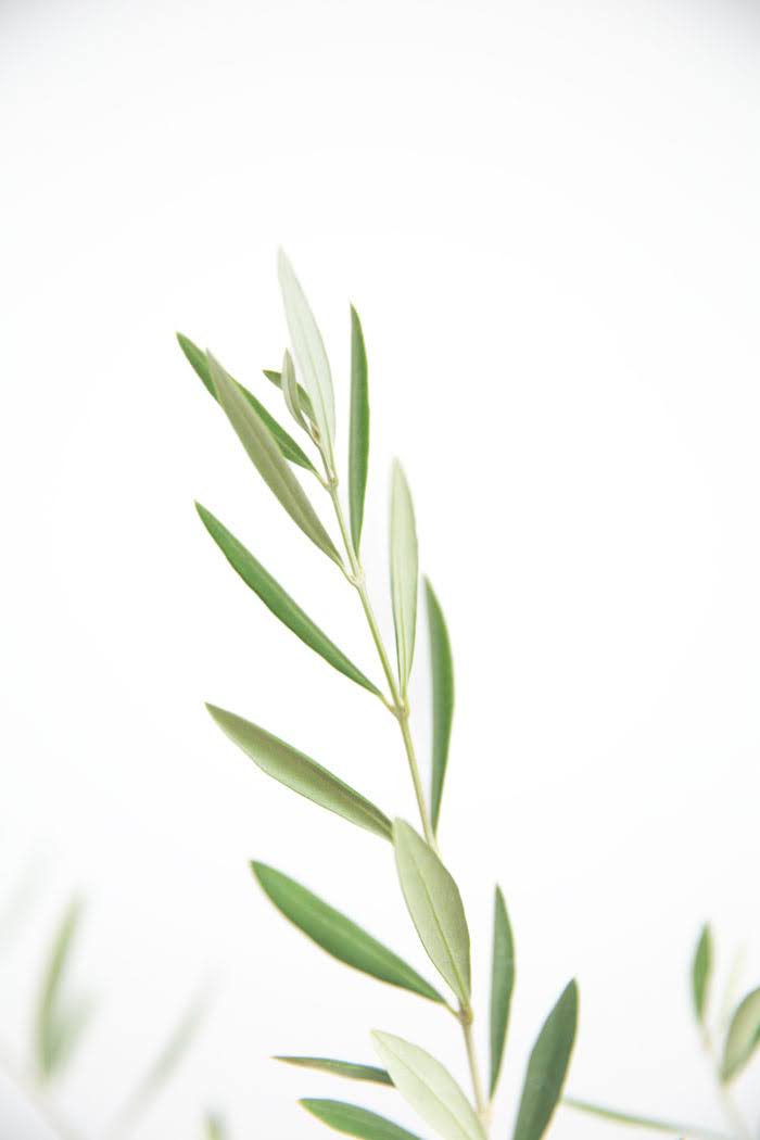 観葉植物 オリーブの木（4号鉢）の写真4枚目