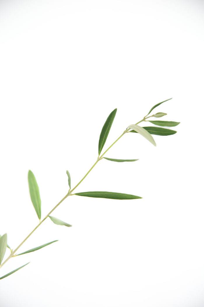 観葉植物 オリーブの木（4号鉢）の写真5枚目