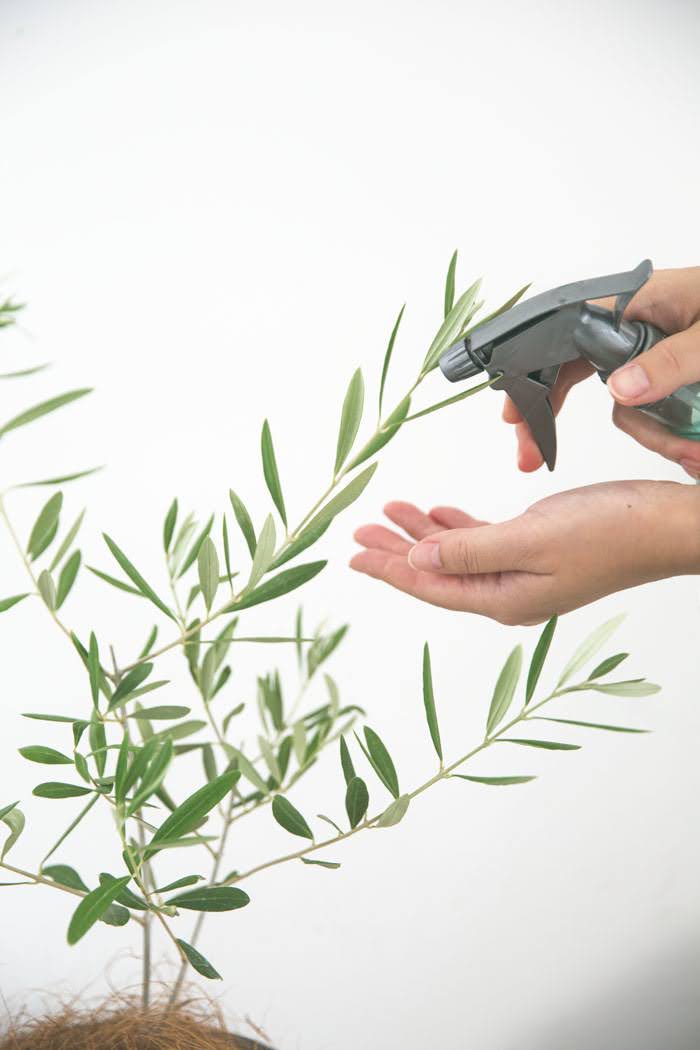 観葉植物 オリーブの木（4号鉢）の写真6枚目