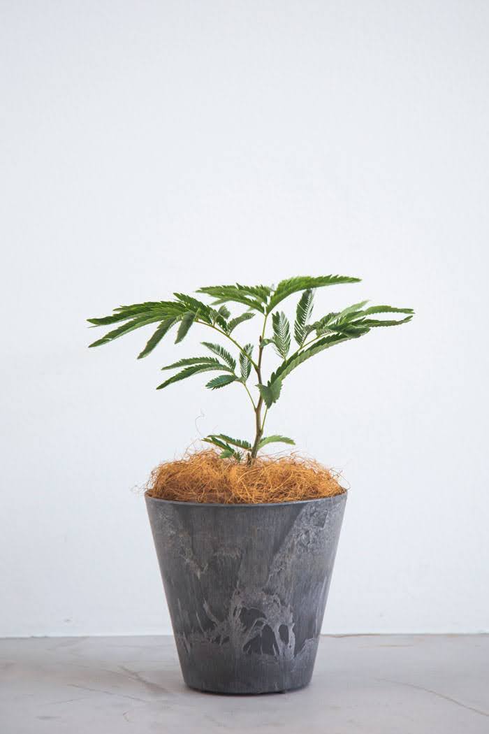 観葉植物 エバーフレッシュ 4号鉢 公式 Hanaprime 花と植物のギフト通販