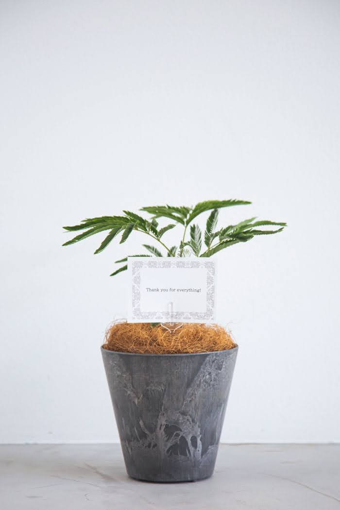 観葉植物 エバーフレッシュ（4号鉢）