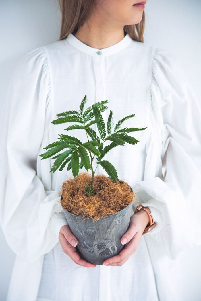 観葉植物 エバーフレッシュ（4号鉢）｜HanaPrime（ハナプライム）