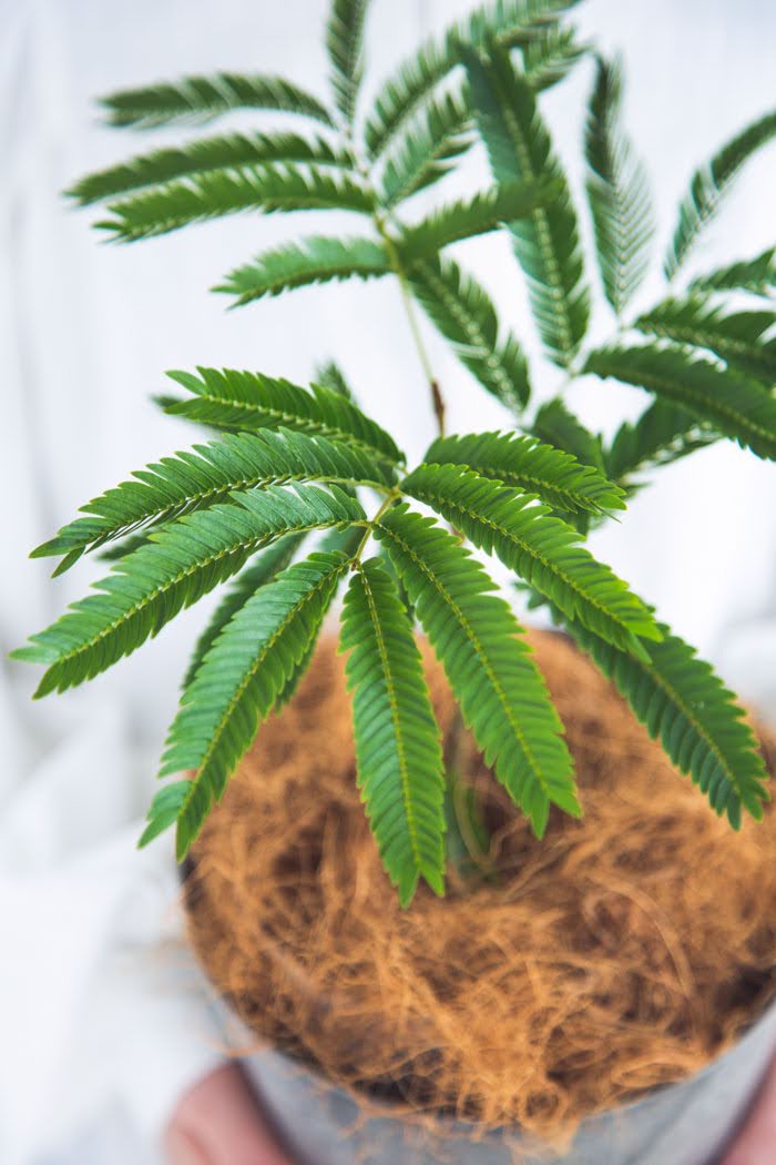 希少♡斑入り♡エバーフレッシュ♡観葉植物♡ 観葉植物 エバーフレッシュ 8号 ボサ造り 竹バスケット 付き | 観葉